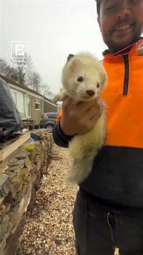 This Ferret Installs Wires Like A Pro! | Fossbytes