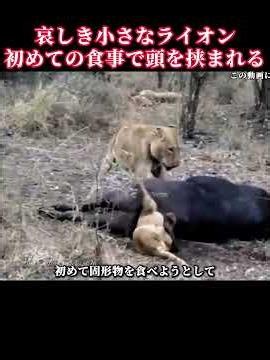悲しき小さなライオン：初めての食事で頭を挟まれてしまうが、母ライオンは最後まで気づかず #ライオン #動物の世界 #動物を大切に #動物豆知識