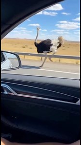 He was running 30mph #ostrich #running #30mph #funnyanimals #webdevil33 | Mike Massaad