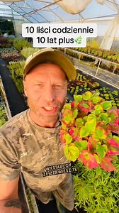 5 łatwych roślin do cienia w ogrodzie, w tym roślina, która może wydłużyć TWOJE życie😱🪴💚 Omawiamy pięć łatwych w uprawie roślin do cienia w ogrodzie, w tym brunnera o srebrzystych liściach, hakonechloa - modną trawę do minimalistycznych ogrodów, aucubę japońską, tojeść rozesłaną oraz houttuynia kameleon - roślinę, która podobno może wydłużyć życie o 10 lat. Pokazujemy, jak można wykorzystać houttuynia kameleon w codziennej diecie.SZOK😱🍀🌱 #roślinycieniowe #ogród #houttuynia #długowieczność 