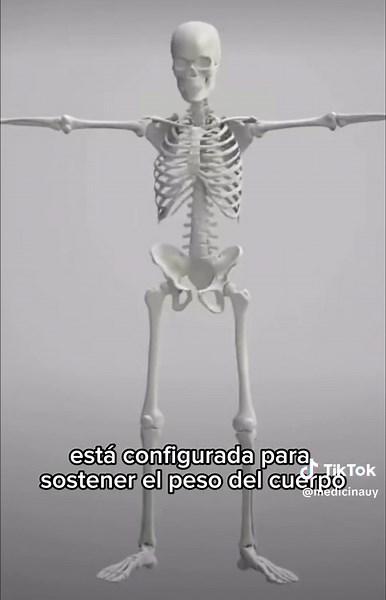 Anatomía de la Rodilla: Funciones y Estructura