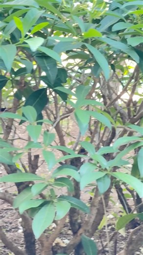 84K views · 3.4K reactions | Good morning Negril, today marks a pivotal moment in your journey, full of promise and possibility, where growth, healing, and transformation converge to propel you forward. | Negril Reels | Facebook