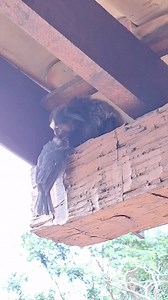 Marmoset nibbles on an unidentified bird that is still very much alive. Do you know what Black-tufted Marmosets usually eat? It's not this. You can usually find them licking sap that they’ve gouged out of a tree or munching on some berries. Maybe even crushing insects if the mood strikes them. They are not, at all, known for tearing into live adult birds of any kind. Sure, if they come across a frog or a gecko they’ll probably toss that down their throat, they might even raid a nest and eat some