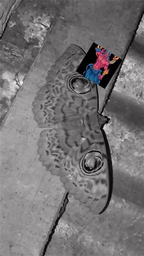 blood butterfly #butterfly #anime