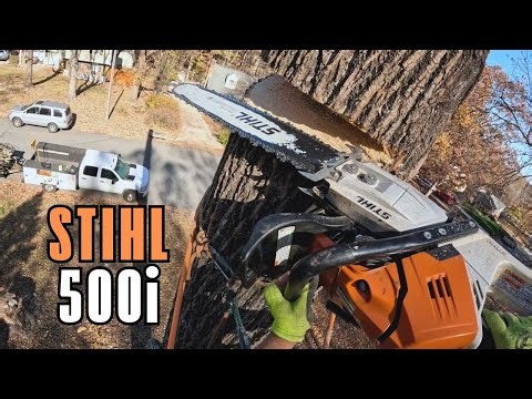 BIG Ash Tree Removal Near by Neighbor's Driveway