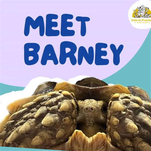 26 reactions · 17 shares | Introducing Barney, the turtle who knew that slow and steady wins the race, even when facing a fractured carapace! Barney's journey reminds us that all pets, even non-traditional ones like our shelled friend here, can get VIP treatment.  At VIP, we're all about unique critters, offering health services to every creature, big or small!  #VIPforAllPets #VIPCares | Vets In Practice | Facebook