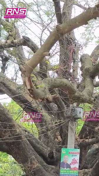 Death If You Cut Its Branches! The Mysterious Tamarind Tree of Rajshahi! || RNS Entertainment