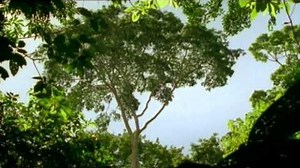 David Attenborough Amber Time Machine (BBC)