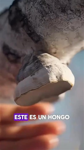 El hongo Ganoderma seco (también conocido como reishi o lingzhi, según la región) es un hongo medicinal muy apreciado en la medicina tradicional asiática, especialmente en China, Corea y Japón. Su nombre científico más común es Ganoderma lucidum, aunque existen varias especies del mismo género usadas con fines similares.Te explico con detalle 👇⸻🌿 ¿Qué es el Ganoderma?El Ganoderma es un hongo basidiomiceto de consistencia dura y textura leñosa.Cuando está fresco, tiene una superficie brillante,