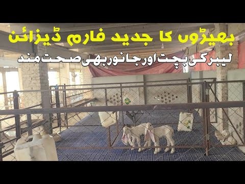 Modern sheep farm design, Excellent farm management with minimal labour.