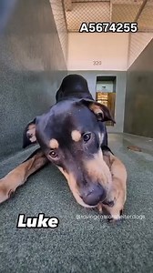 14K views · 1.3K reactions | Adopted A5674255 ✰ LUKE -1/13/25-...