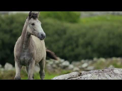 Horse with Flowing Mane in the Wind