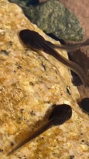 Summer Fun with Tadpoles 🐸❤️ | Exciting Announcement Tomorrow!