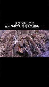 What happens when you feed a tarantula a giant cockroach? #shorts