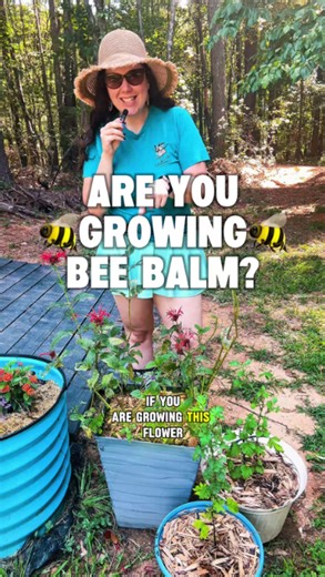 How to care for bee balm and keep it thriving