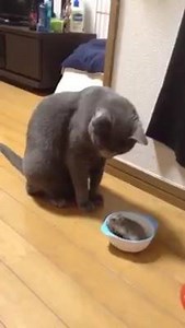 Civilized cat | Humour pics