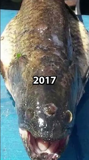 3 Eyed Fish From The Simpsons Found In Real Life!