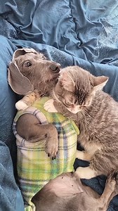 Dog and cat cuddles are the best! #winkythedwarfcat #catdog #dachsundsofinstagram #catsofinstagram | Winkythedwarfcat
