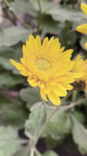 hanste hanste cut jaaye raste, jindagi Yun Hi chalti Rahe 🥰🤗😀😀