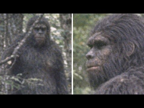 A Close Bigfoot Observation Without Signs of Aggression | Bigfoot Sightings