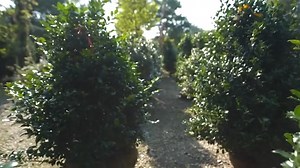 🌿 Deck the halls with holly! Learn more about these festive bushes with Jenn Nawada. | This Old House