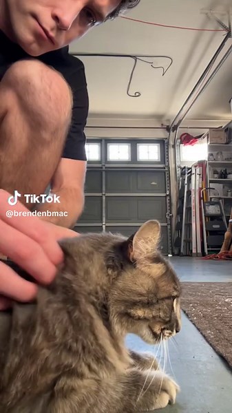 Abducted by aliens😂 #cat #cats #catsoftiktok #meme #tiktok #comedyvideo #humor #foryou #foryoupage
