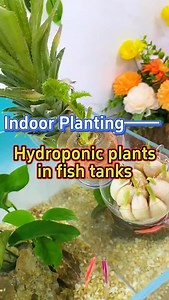 How to grow your hydroponic plants in a fish tank, the benefits | Gardening Dreamer
