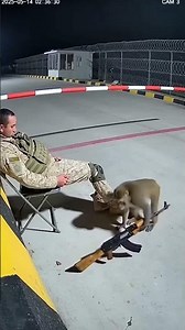 unexpected monkey moment part 2😱🤣 #army #monkey #shorts