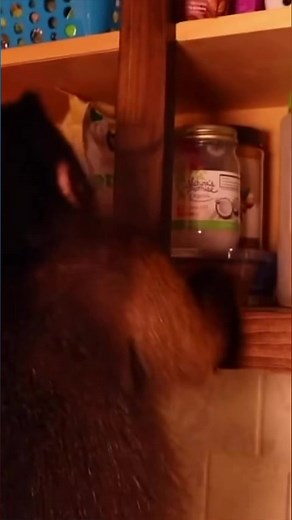 Monkey picks his own snack #monkey #snacks #pets #eating | MonkeyBoo