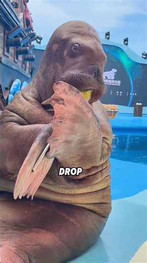 CY Walrus HIDES Face When BUSTED Eating #animals #pets #shortfeed #science #walrus