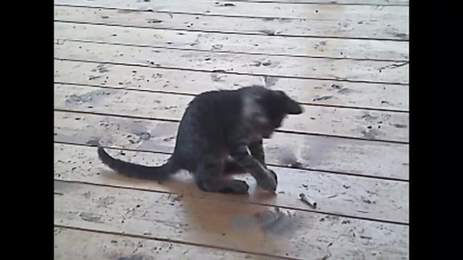 Des petits chats trop mignons - Compilation d'animaux adorables.