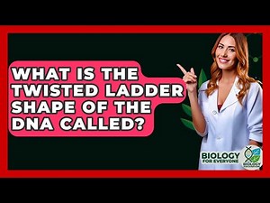 What Is The Twisted Ladder Shape Of The DNA Called? - Biology For Everyone