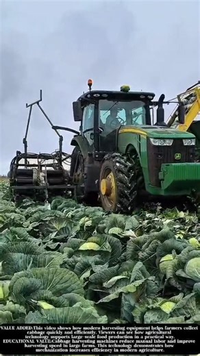 Smart Cabbage Harvesting with a Modern Farm Tractor! #shorts