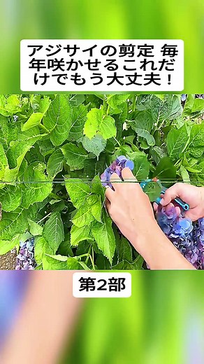 アジサイの剪定 毎年咲かせるこれだけでもう大丈夫 ! #2 #園芸 #家庭菜園 #育て方 #アジサイ #剪定 #お礼肥 #肥料 #DIY #garden #foryoupage❤️❤️ #fyp #fyf