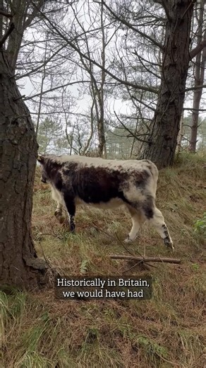 2.5K views · 70 reactions | Have you ever seen a cow at one of at our...