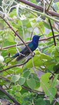 Unreleased footage of a hummingbird