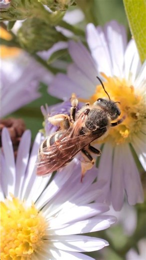 The dreaded wide-stripped sweat bee #macrovideo #insectvideo #naturevideo