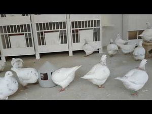 Pigeon texan reproducteurs