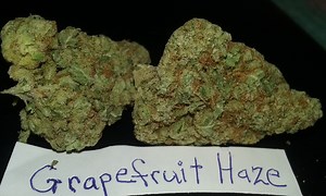 Grapefruit Haze | Marijuana Strain Reviews