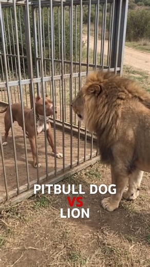 😱 #pitbull