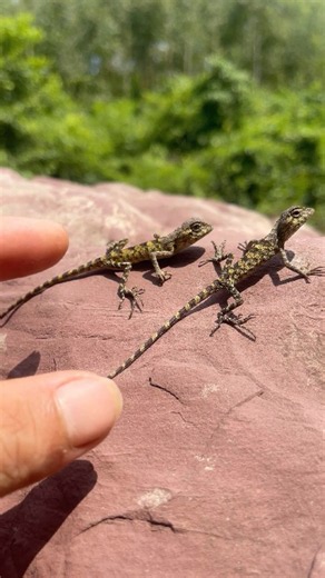 Amazing Leaf Katydids and Fascinating Lizards!