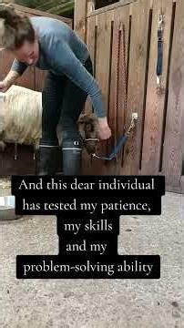 How to train a sheep to be still during shearing?