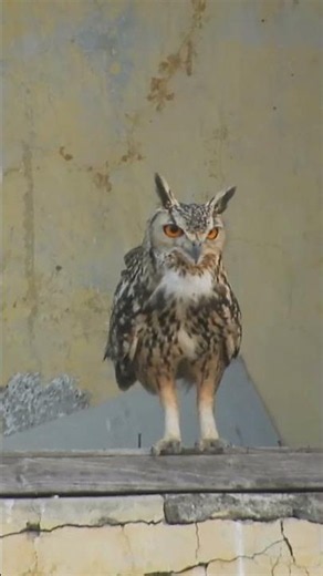 Rock Eagle Owl calling | Indian Eagle Owl calling