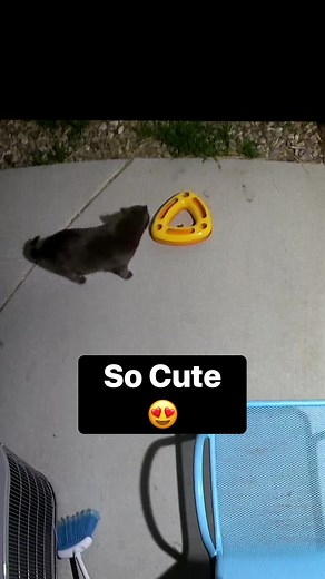 15K views · 306 reactions | Stray cat Blue and his feral kitten Baby show why they are so cute together  #cat #cute | Baby and Blue | Facebook