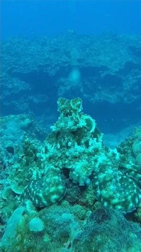 Bizarre Octopus Camouflage 🐙 #octopus #camouflage #ocean
