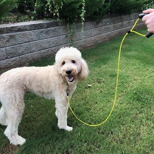 Dog Leash 5FT