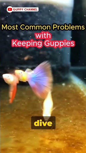 Guppy Fish Care - Most Common Problems with Keeping Guppies #guppyfish #guppy #aquarium
