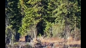 Eabamet Bigfoot near Fort Hope, Winter Road in Central Ontario