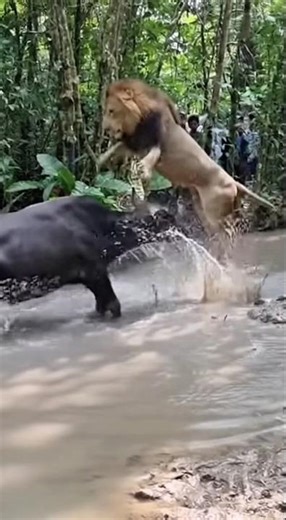 Leo vs Bull 2 – The Ultimate Showdown Continues!