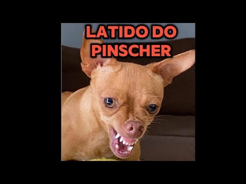 Pinscher barking Dog barking